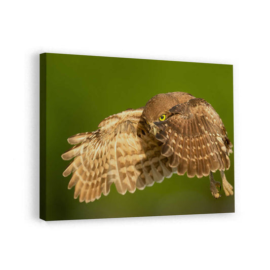 canvas