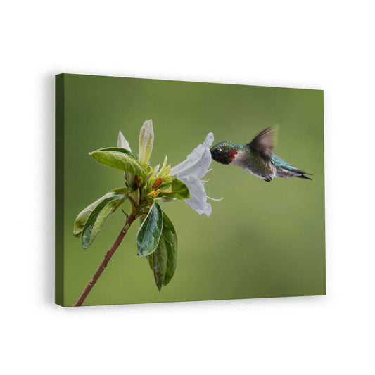 canvas