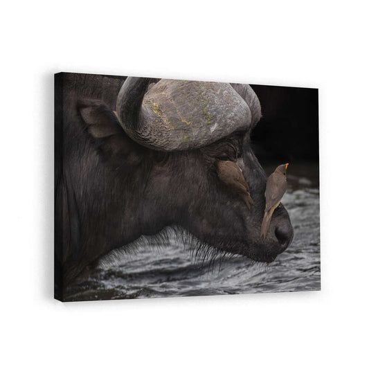 canvas