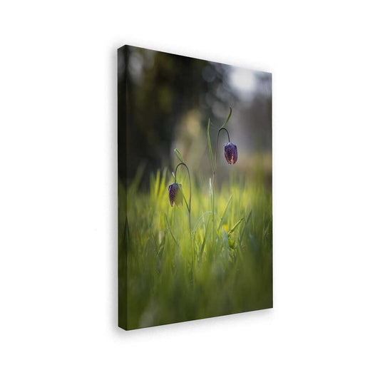 canvas