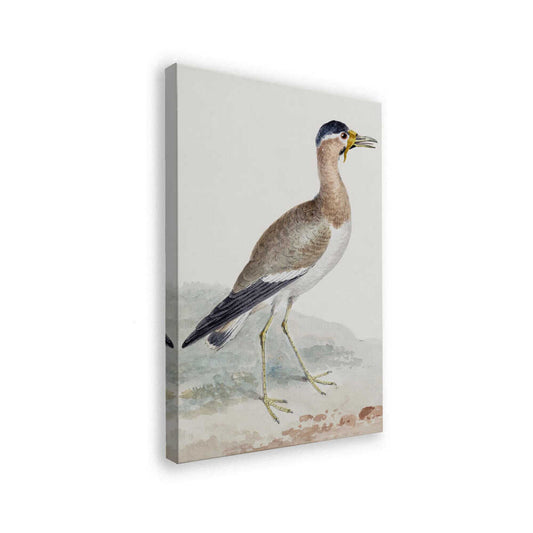 canvas