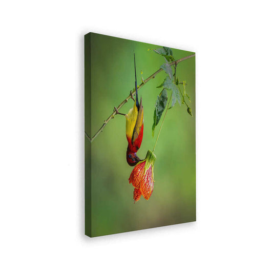canvas