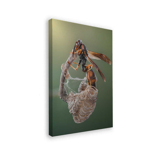 canvas
