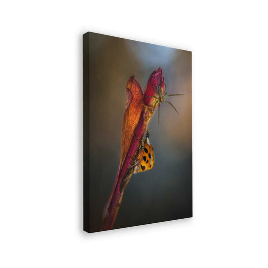 canvas