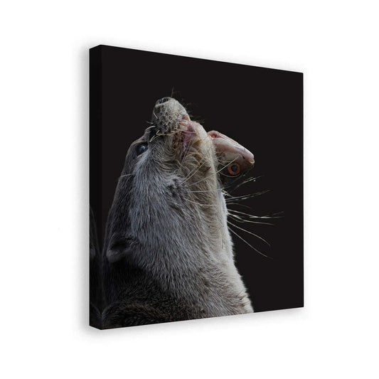 canvas
