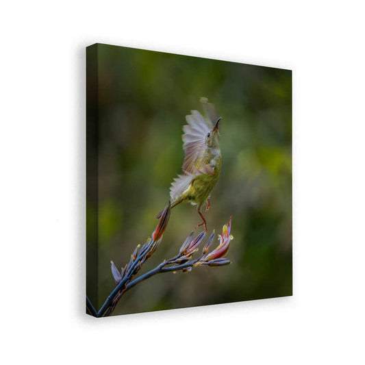 canvas