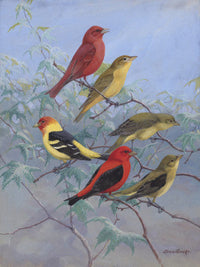 Birds