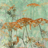 Flowers & Blooms