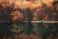 Forests & Woodland