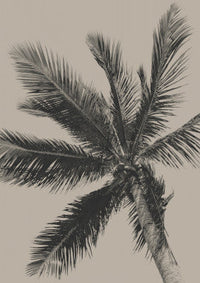 Palms & Tropical