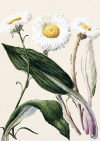 Sage & Botanicals