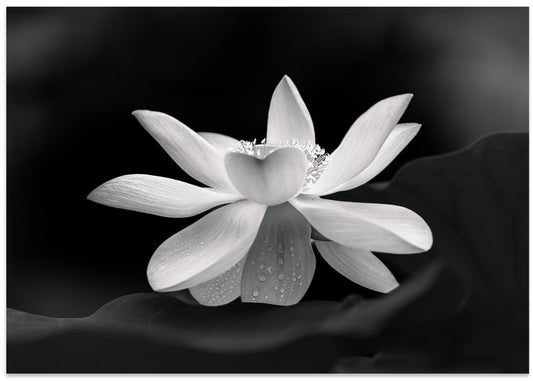 Serene Lotus Bloom