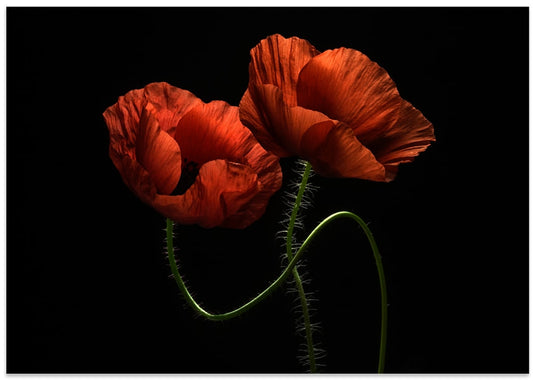 Vibrant Red Poppies
