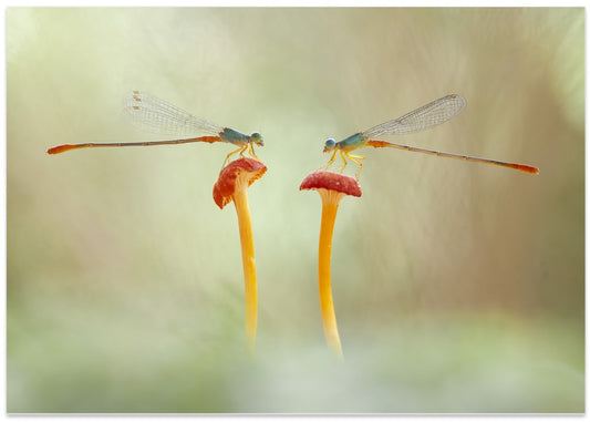 Delicate Damselfly Mushrooms