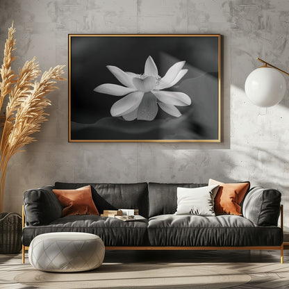 Serene Lotus Bloom