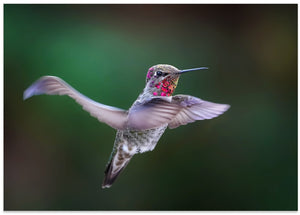 Vibrant Hummingbird Hovering