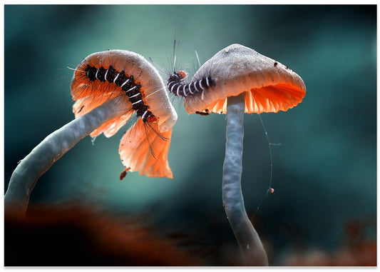 Fuzzy Caterpillars Fungi