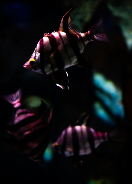 Striped Fish Glowing in Darkness