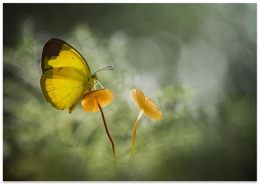 Delicate Butterfly Forest Glow