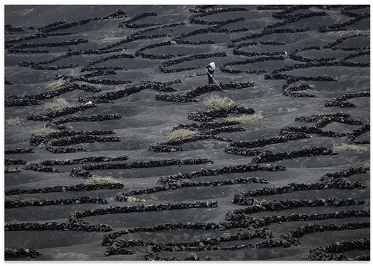 Volcanic Vineyard Farmer
