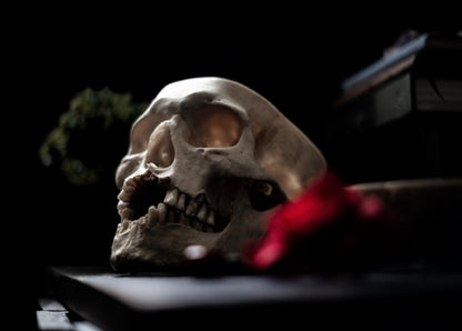 Human Skull Still Life in Shadow