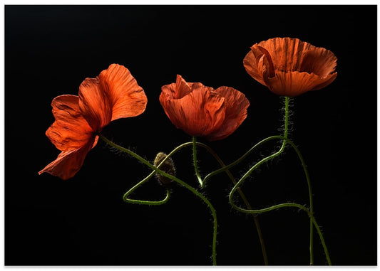 Dancing Red Poppies