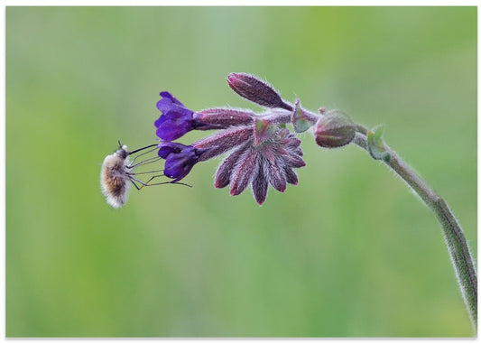 Fuzzy Bee Fly Nectar