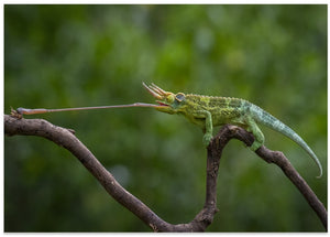 Chameleon Hunting Prey