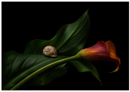 Snail Shell On Calla Lily