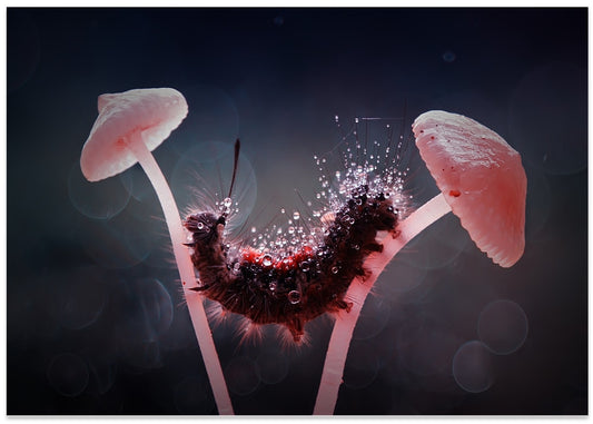 Caterpillar On Wet Mushrooms