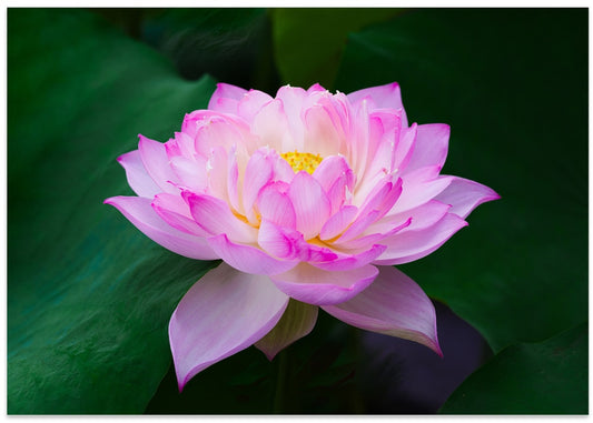 Serene Pink Lotus