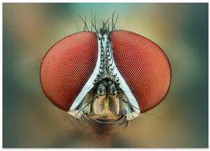 Fly's Red Eyes