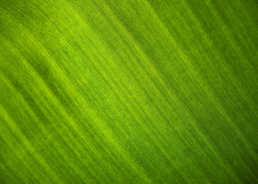 Backlit Green Leaf Texture