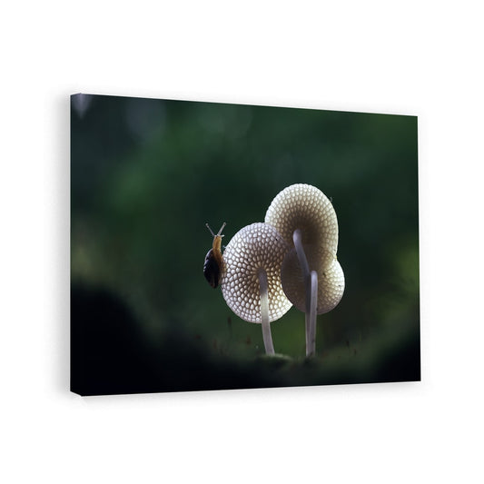 canvas