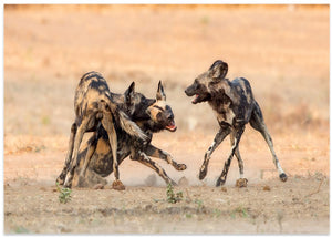 Wild Dogs Playing Chase