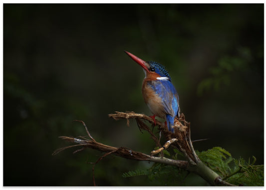 Brilliant Kingfisher Bird