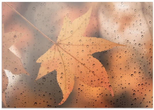 Rainy Autumn Leaf