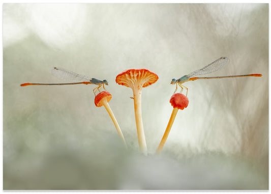 Delicate Damselfly Mushrooms