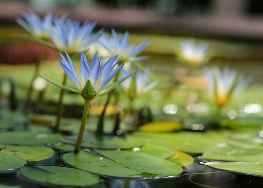 Blue Water Lilies on Pond