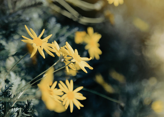 Yellow Daisies in Soft Focus
