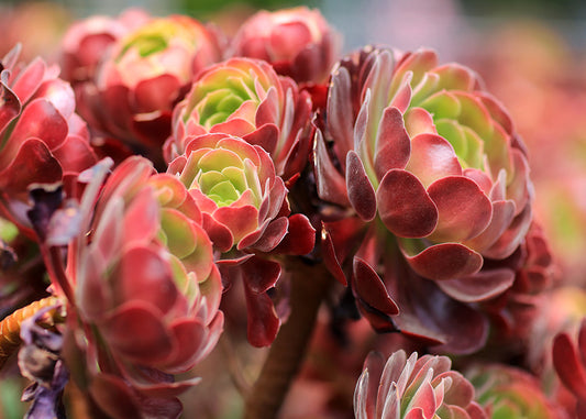 Rose Pink Succulent Rosettes