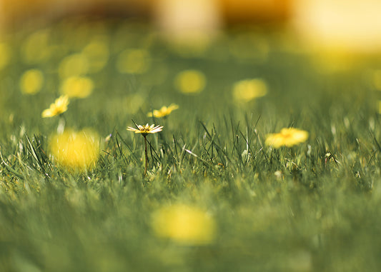 Single Daisy in Summer Grass