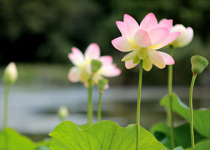 Blushing Pink Lotus Flowers