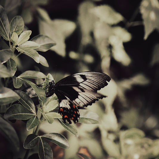 Butterfly Resting Among Leaves