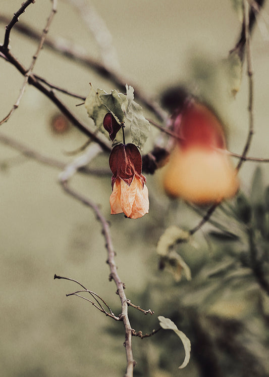 Fading Peach Flower on Branch
