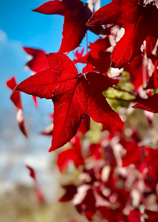 Scarlet Maple Leaves Against Blue Sky