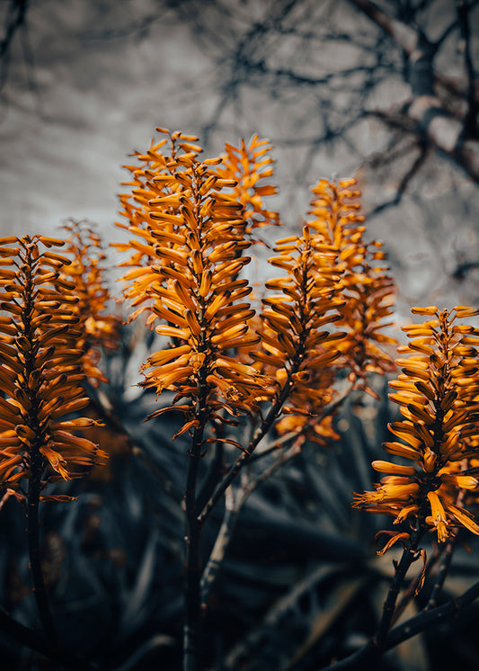 Golden Aloe Flower Spikes