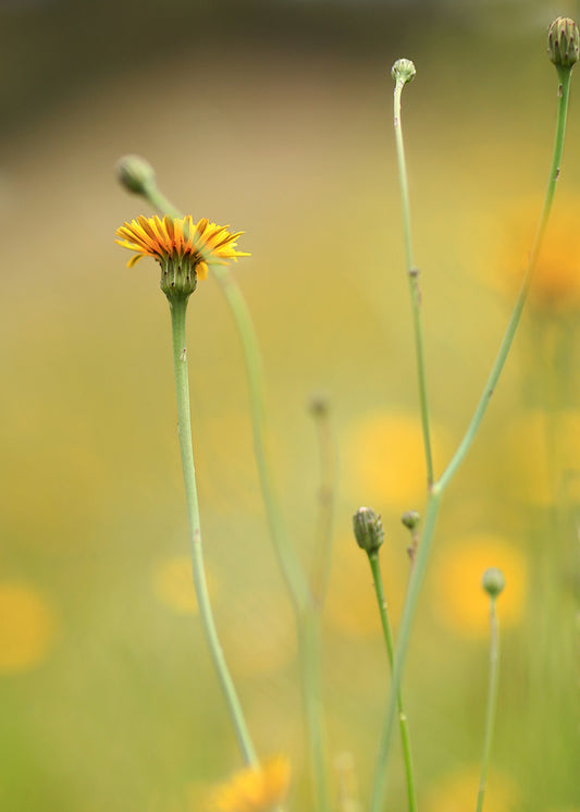 Solitary Yellow Meadow Daisy
