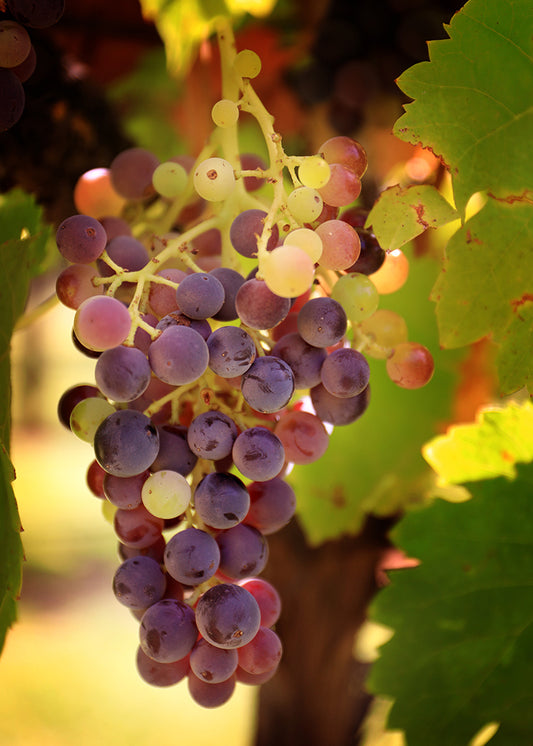 Ripening Grapes in Afternoon Sun