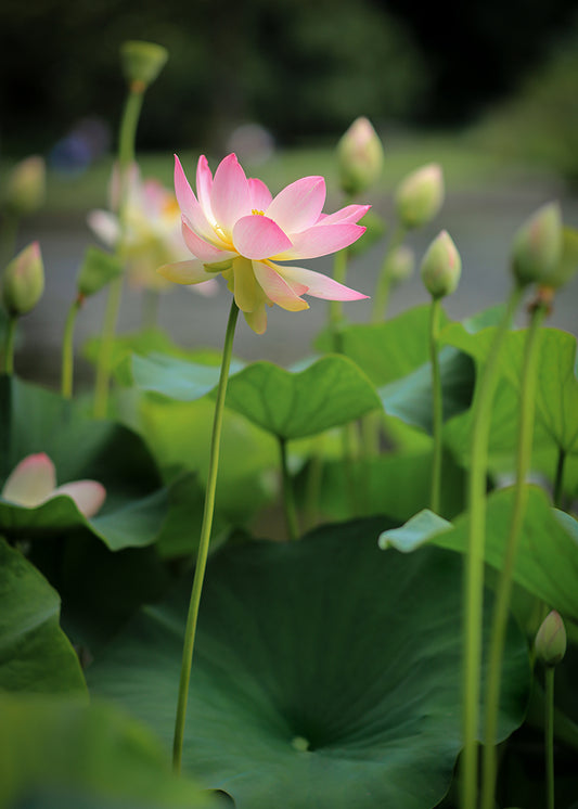 Soft Pink Lotus Above Green Leaves